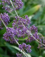 Callicarpa bodinieri