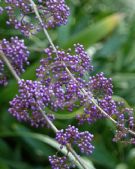 Callicarpa bodinieri