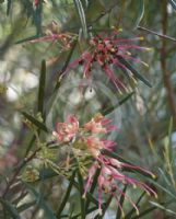 Grevillea Sid Reynolds