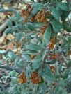 Grevillea floribunda