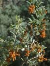 Grevillea floribunda