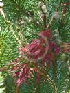 Calothamnus rupestris