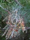 Grevillea Flame 'n Beauty