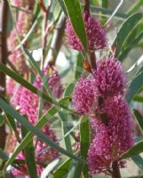 Hakea multilineata Winter Burgundy