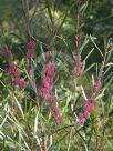 Hakea multilineata Winter Burgundy