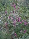 Hakea multilineata Winter Burgundy