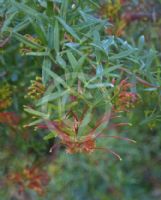 Grevillea ripicola