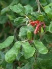 Grevillea linsmithii