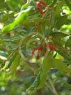 Grevillea linsmithii