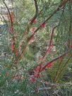 Hakea orthorrhyncha filiformis