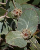 Eucalyptus neglecta