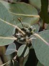 Eucalyptus neglecta