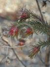 Darwinia masonii