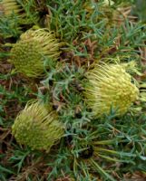 Dryandra fraseri fraseri