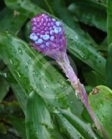 Aechmea cylindrata Blue Cone