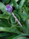 Aechmea cylindrata Blue Cone