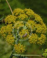 Ferula communis glauca