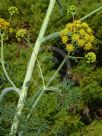 Ferula communis glauca