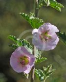 Anisodontea Pink Star