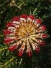 Banksia ericifolia Bronzed Aussie