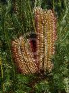 Banksia ericifolia Bronzed Aussie