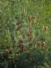 Banksia ericifolia Bronzed Aussie