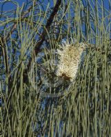 Hakea lorea