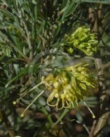 Grevillea Lemon Supreme