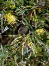 Grevillea Lemon Supreme