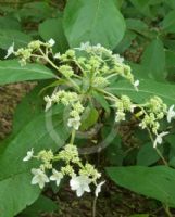 Hydrangea aspera