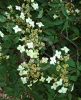 Hydrangea heteromalla