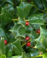 Ilex cornuta Burfordii