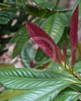 Nothofagus codonandra