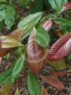 Nothofagus codonandra