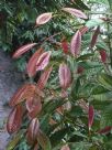 Nothofagus codonandra