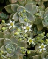 Graptopetalum paraguayense bernalense