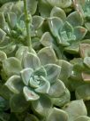 Graptopetalum paraguayense bernalense