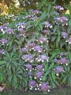 Hydrangea strigosa