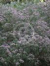 Hydrangea strigosa