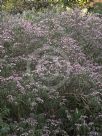 Hydrangea strigosa