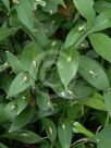 Ruscus microglossus