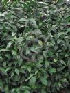 Ruscus microglossus