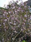 Magnolia stellata Rosea