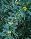 Berberis wilsoniae subcaulialata