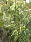 Clematis leptophylla