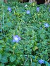 Vinca major Maculata