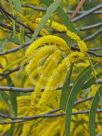 Acacia longispicata