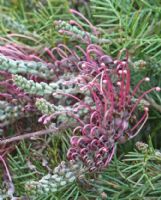 Grevillea nana abbreviata