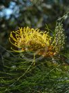 Grevillea Yamba Sunshine