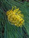 Grevillea Yamba Sunshine